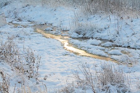 Snow winter forest nature