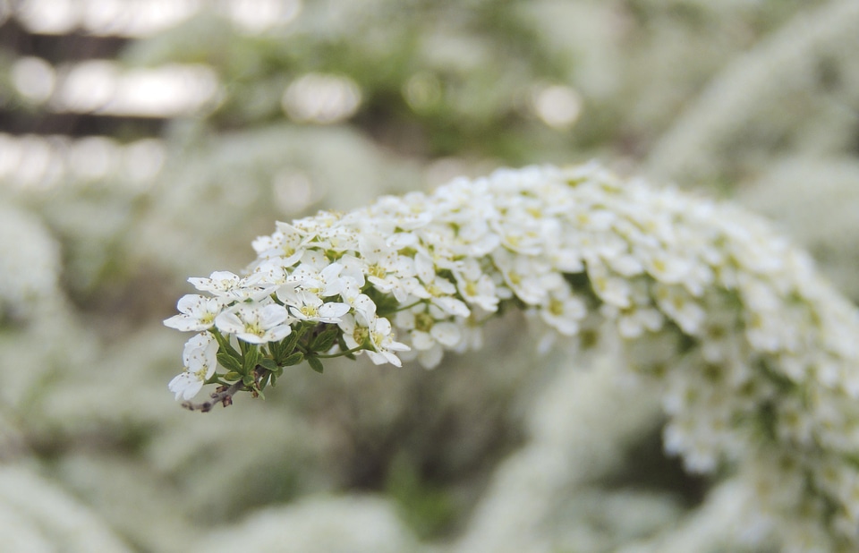 White branch plant