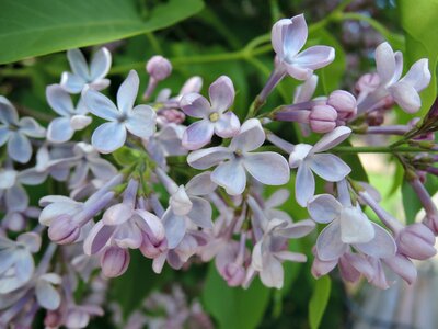 Violet bush tree