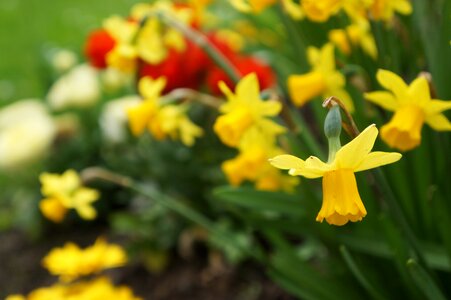 Nature flowers public record