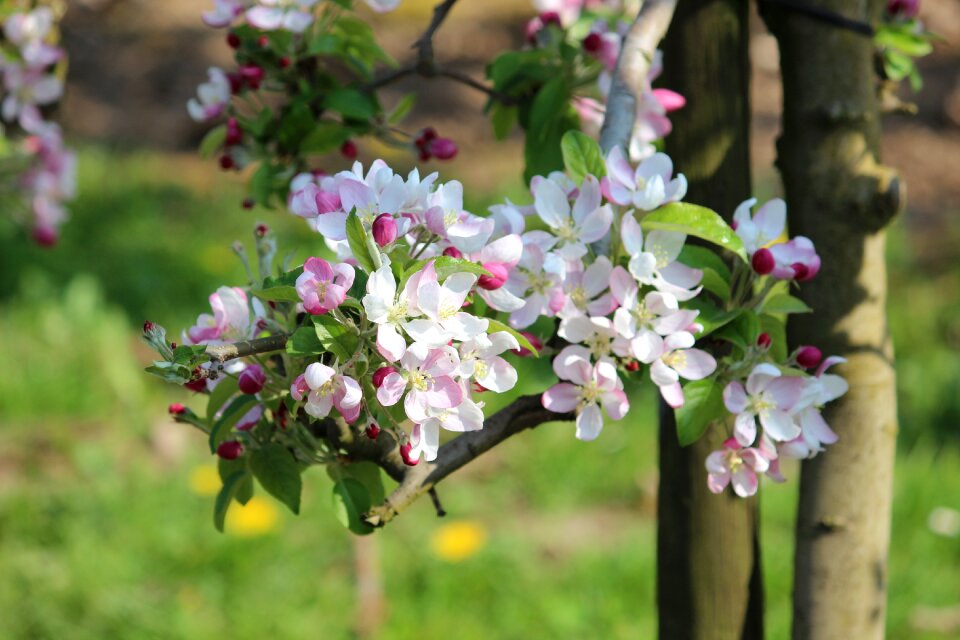 Spring nature close up photo