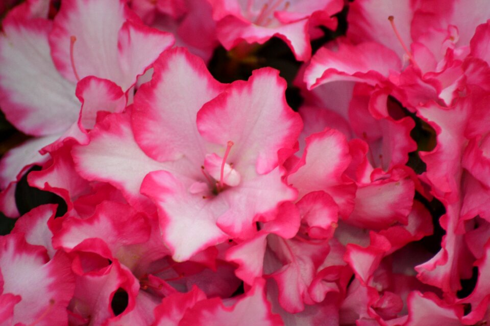 Flowers bloom close up