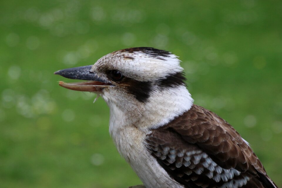 Australia wildlife beak photo