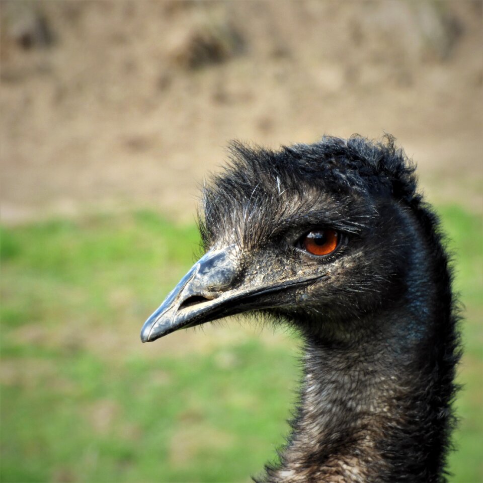 Bird head close up photo