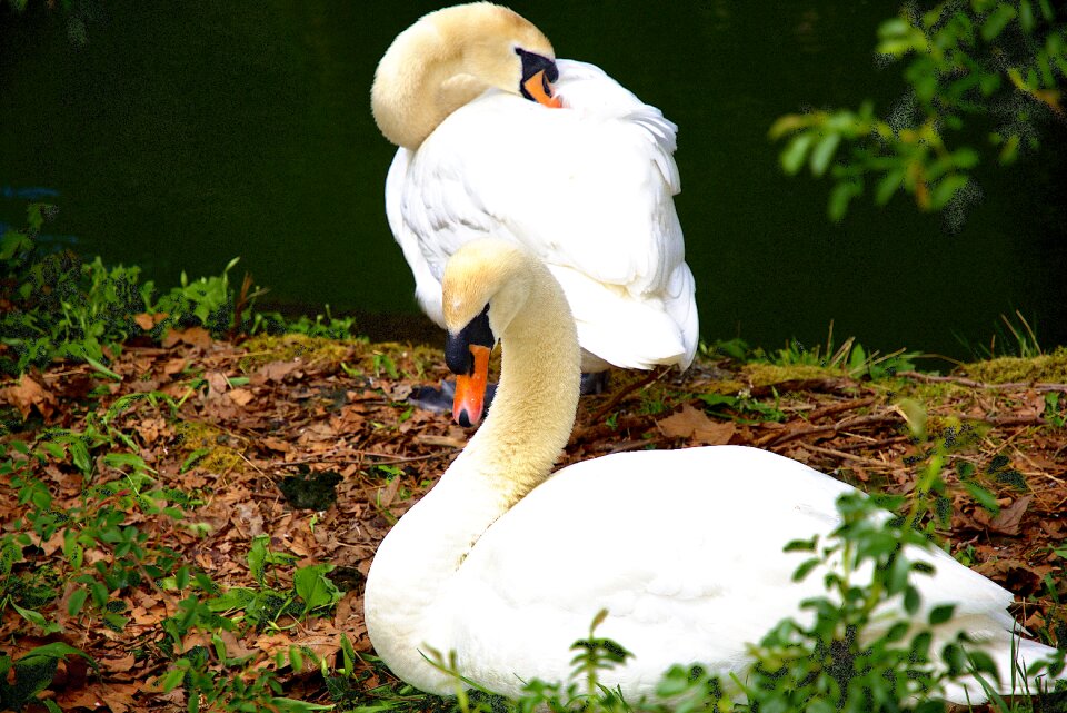 Swan water bird the water