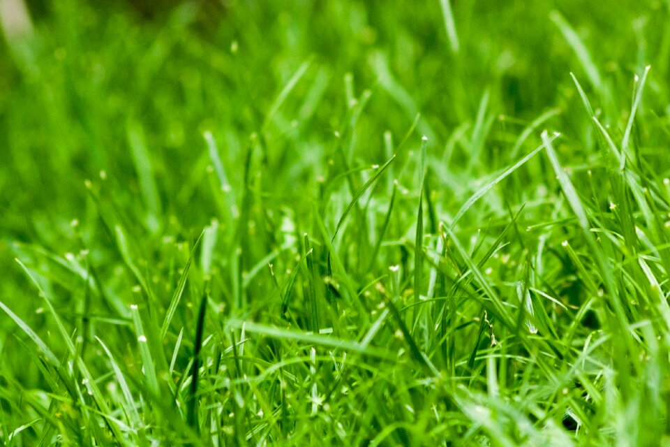 Green grass nature