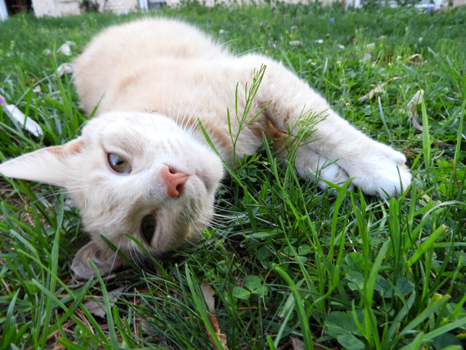 Pet domestic mammal