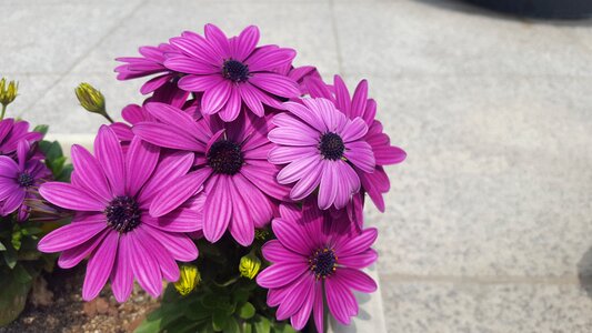 Plants mini potted spring