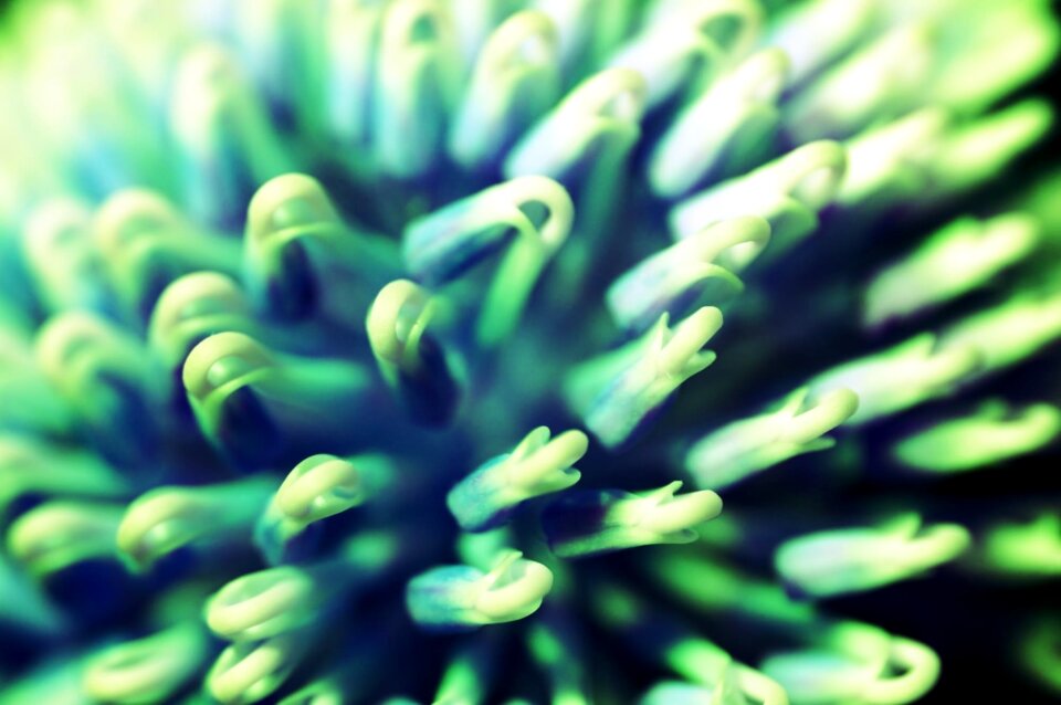 Closeup gardening botany