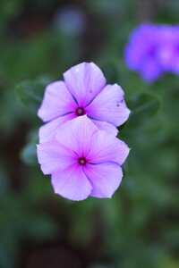 Flowers plant public garden