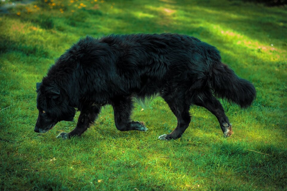 Black nature animal