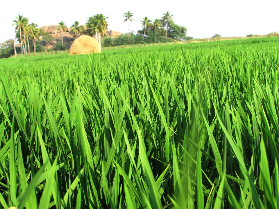 Crops greenery agriculture