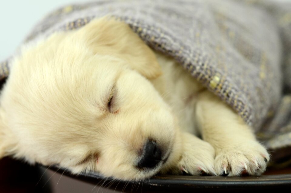 Pet animal dog