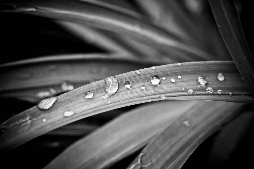 Plant grass marsh plant