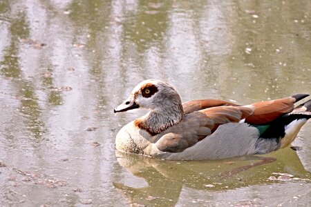 Bird plumage colorful photo