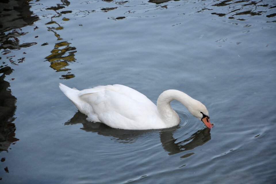 Water majestic animal