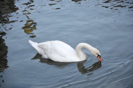 Water majestic animal