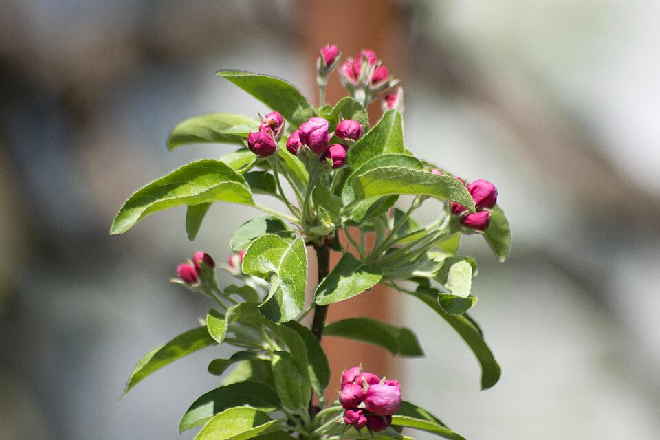 Close up pink flowers spring photo