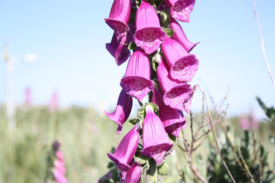 Foxglove rose flower