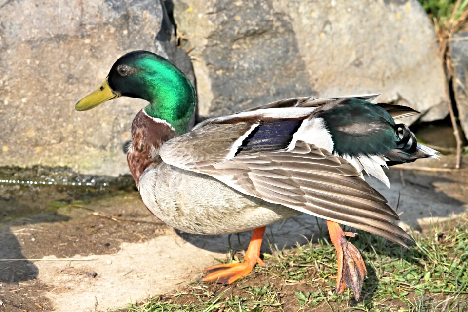 Feather water bird bird