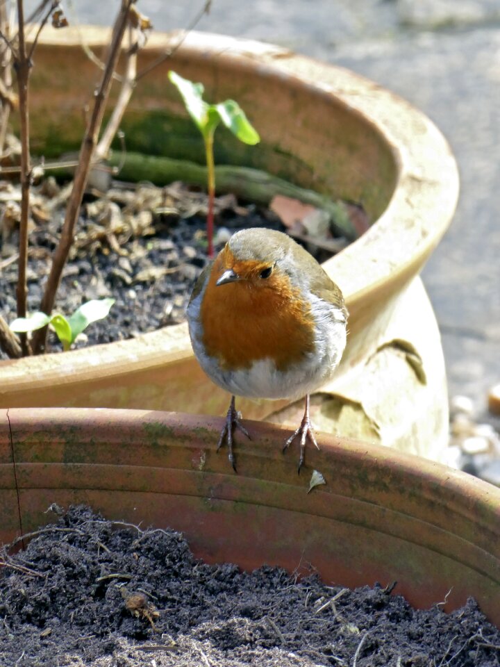 Animal redbreast garden