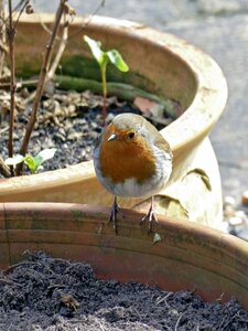 Animal redbreast garden