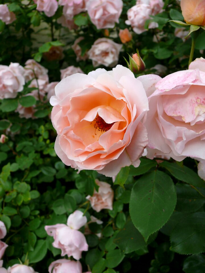 Climbing pink flowers rosebush