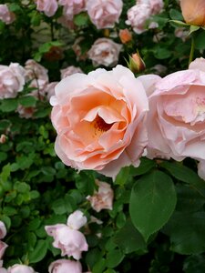 Climbing pink flowers rosebush photo