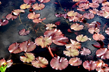 Nature water summer