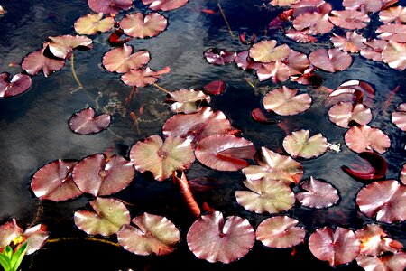 Nature water summer photo