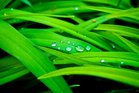 Plant grass marsh plant photo