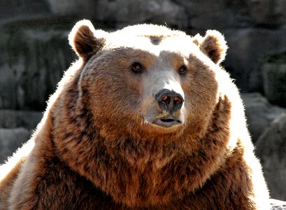 Animal brown bear animal world