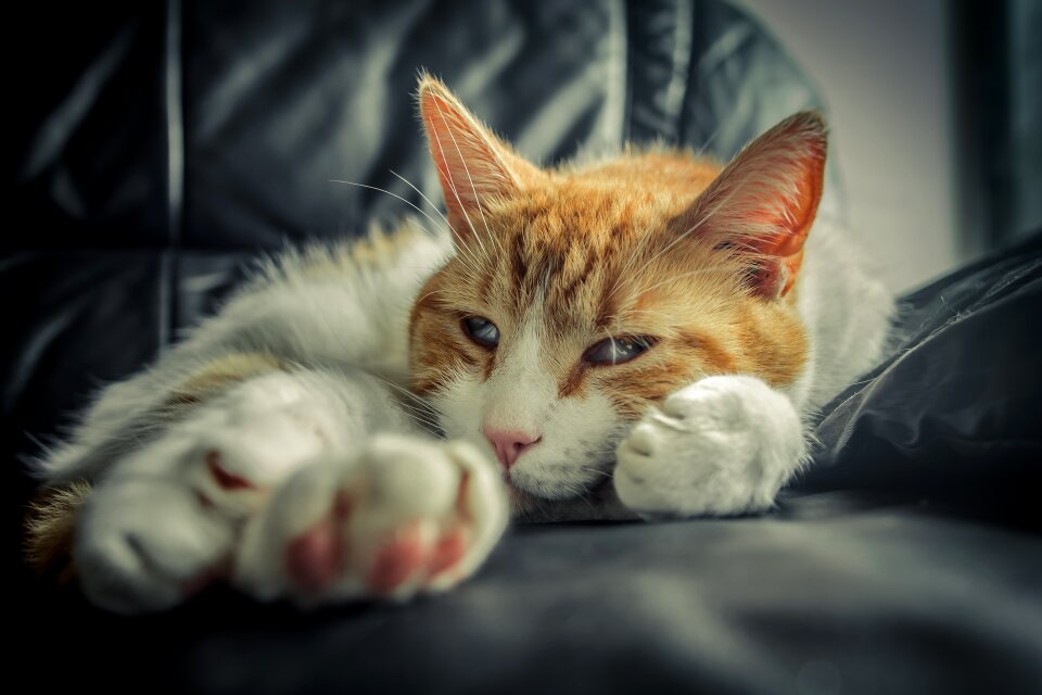 Cat nature animal
