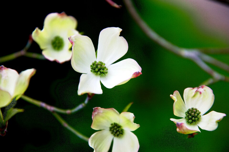 Weis blossom close up
