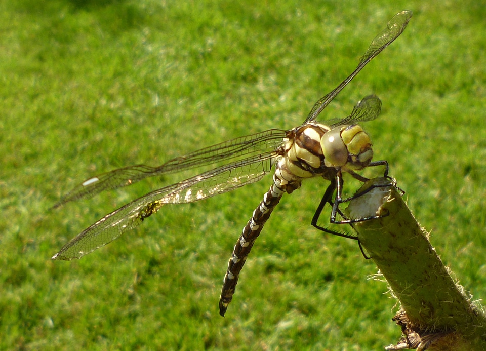 Insect close up nature