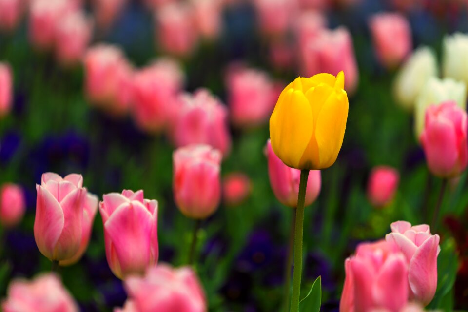 Desktop background yellow flower spring