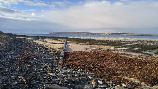Seaweed flotsam scotland