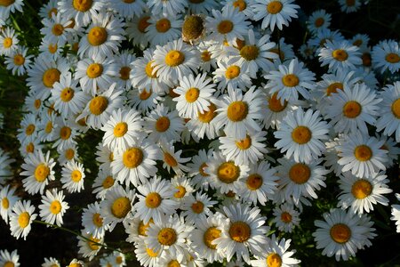 Flowers of the field white daisies daisy photo