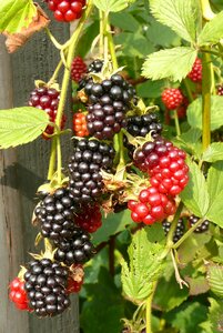 Burr blackberries kitchen garden