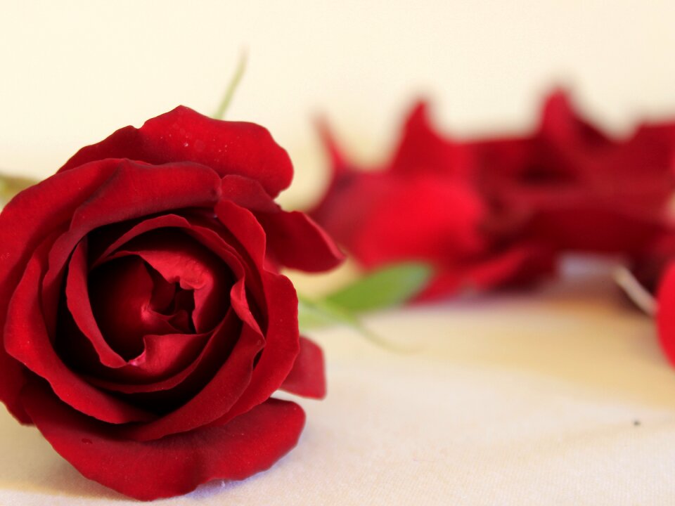 Rosa nature flower