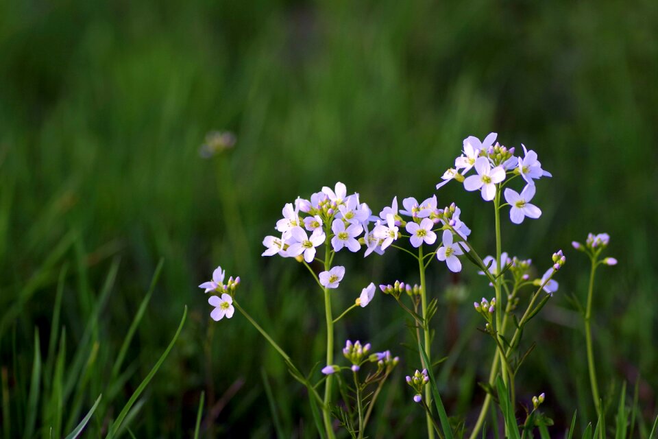 Tiny grasshopper white