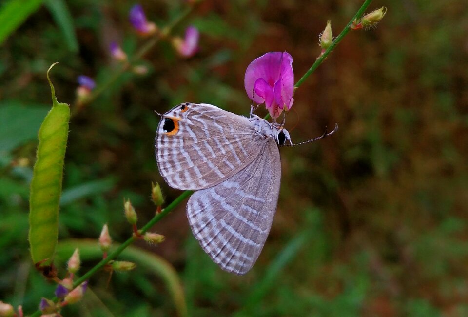 Insect floral leaf