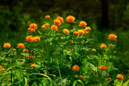 Spring morning handsomely