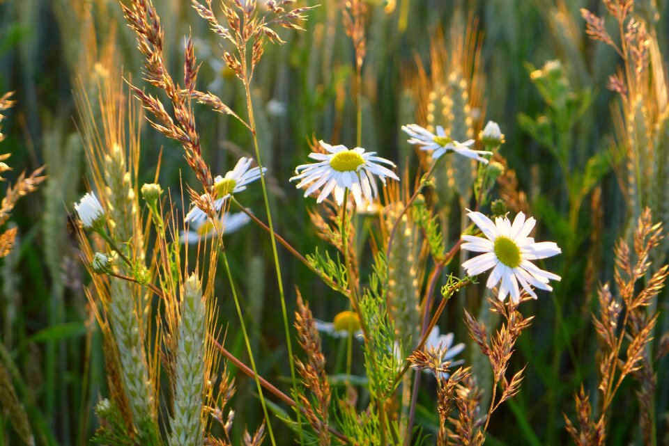 Leucanthemum vulgare flower