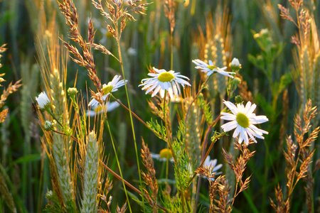 Leucanthemum vulgare flower