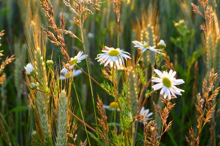 Leucanthemum vulgare flower photo