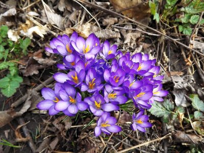 Violet spring nature photo