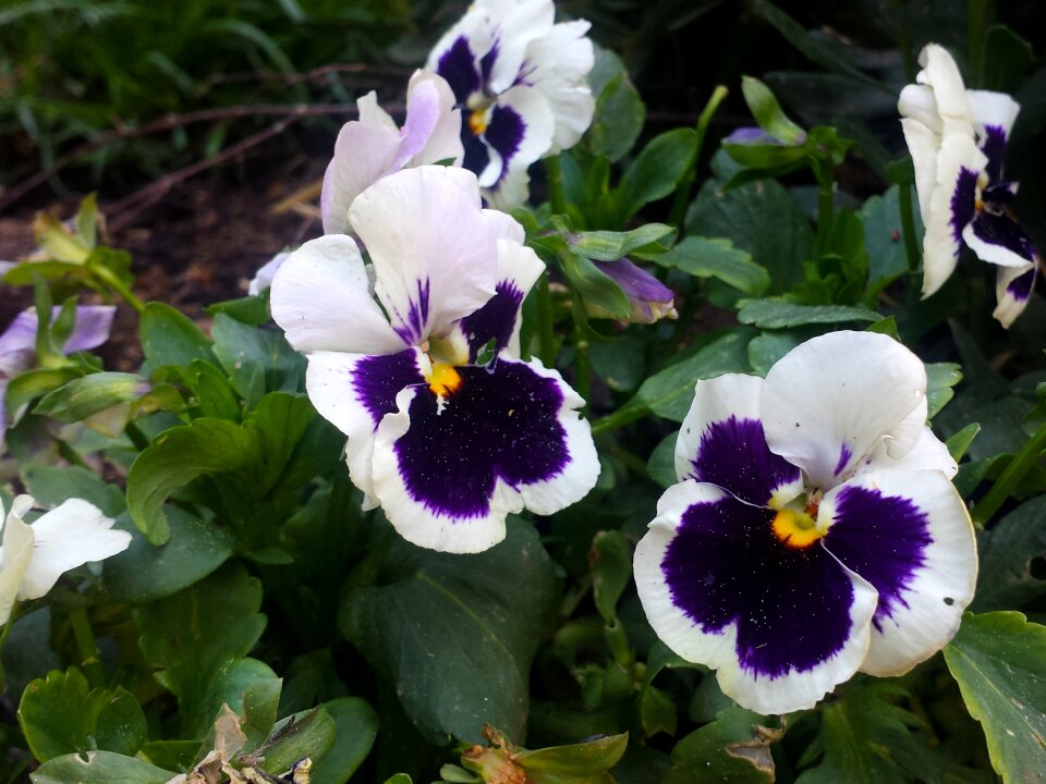 White flower garden flower