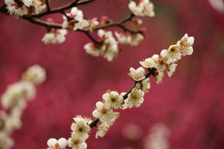 Spring plum blossom jiang mei photo