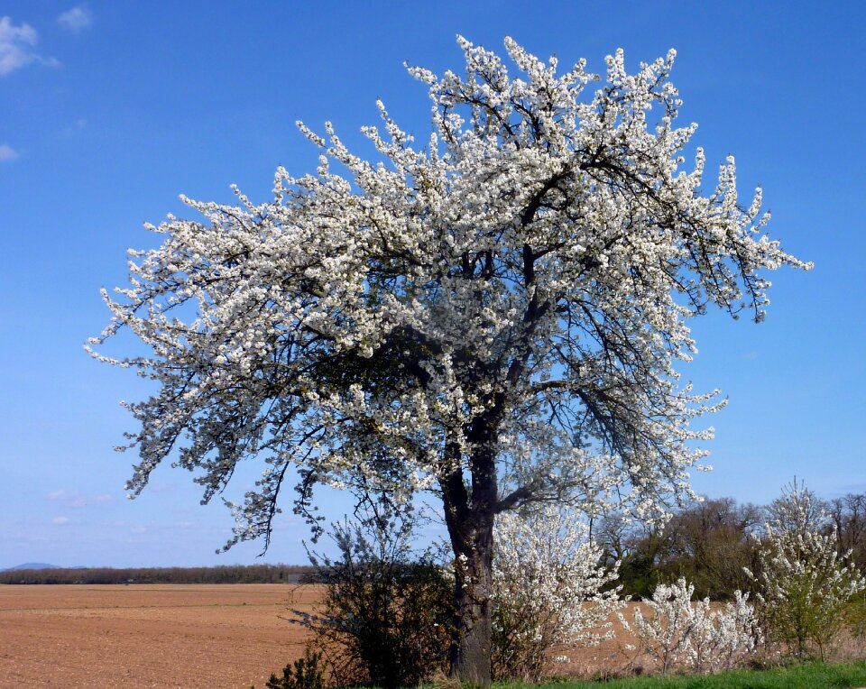Flowers cherry flowering branch